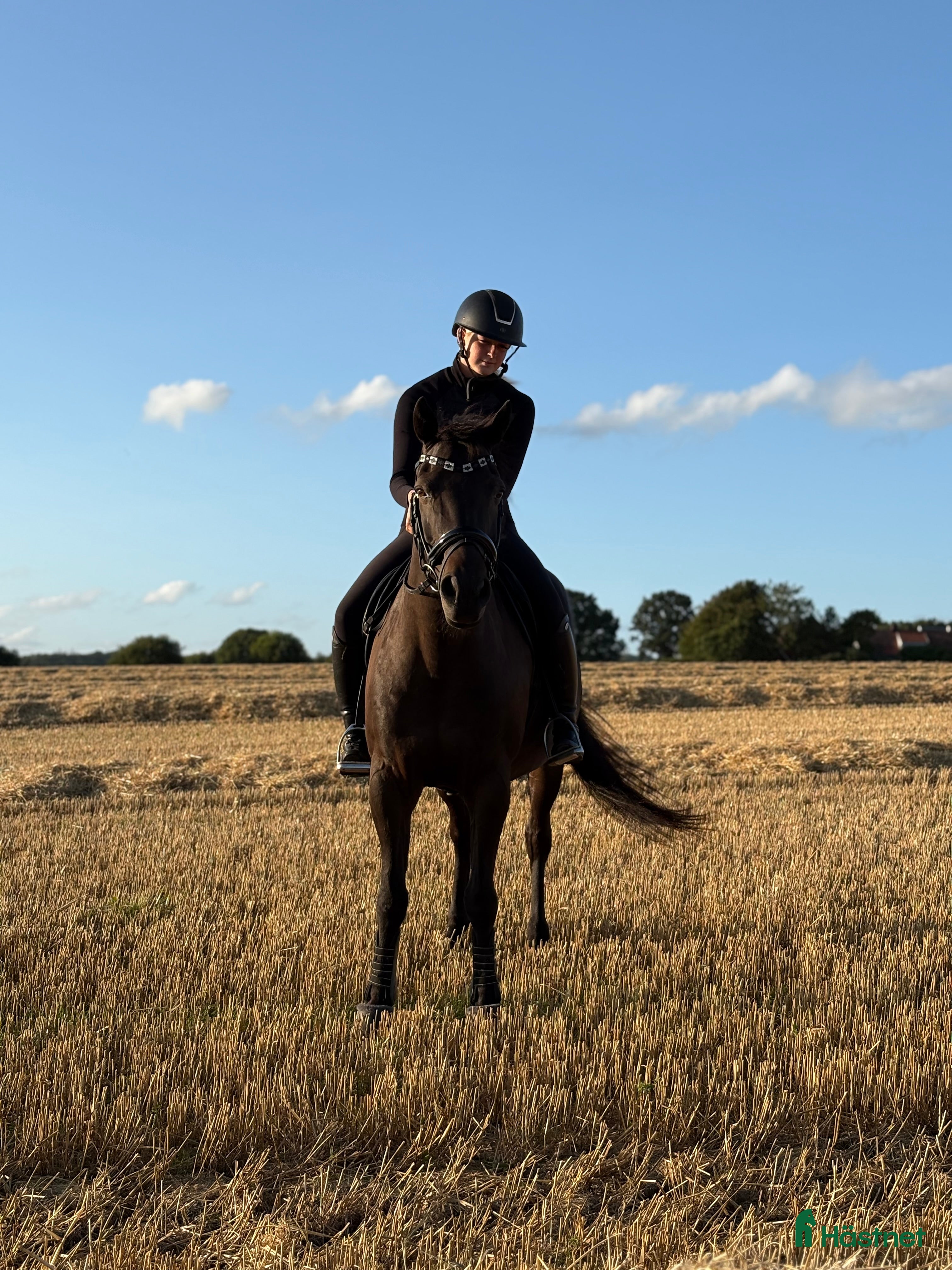  hästar Hoppglad kille söker ny bästa vän! i Klippan - Annons 19