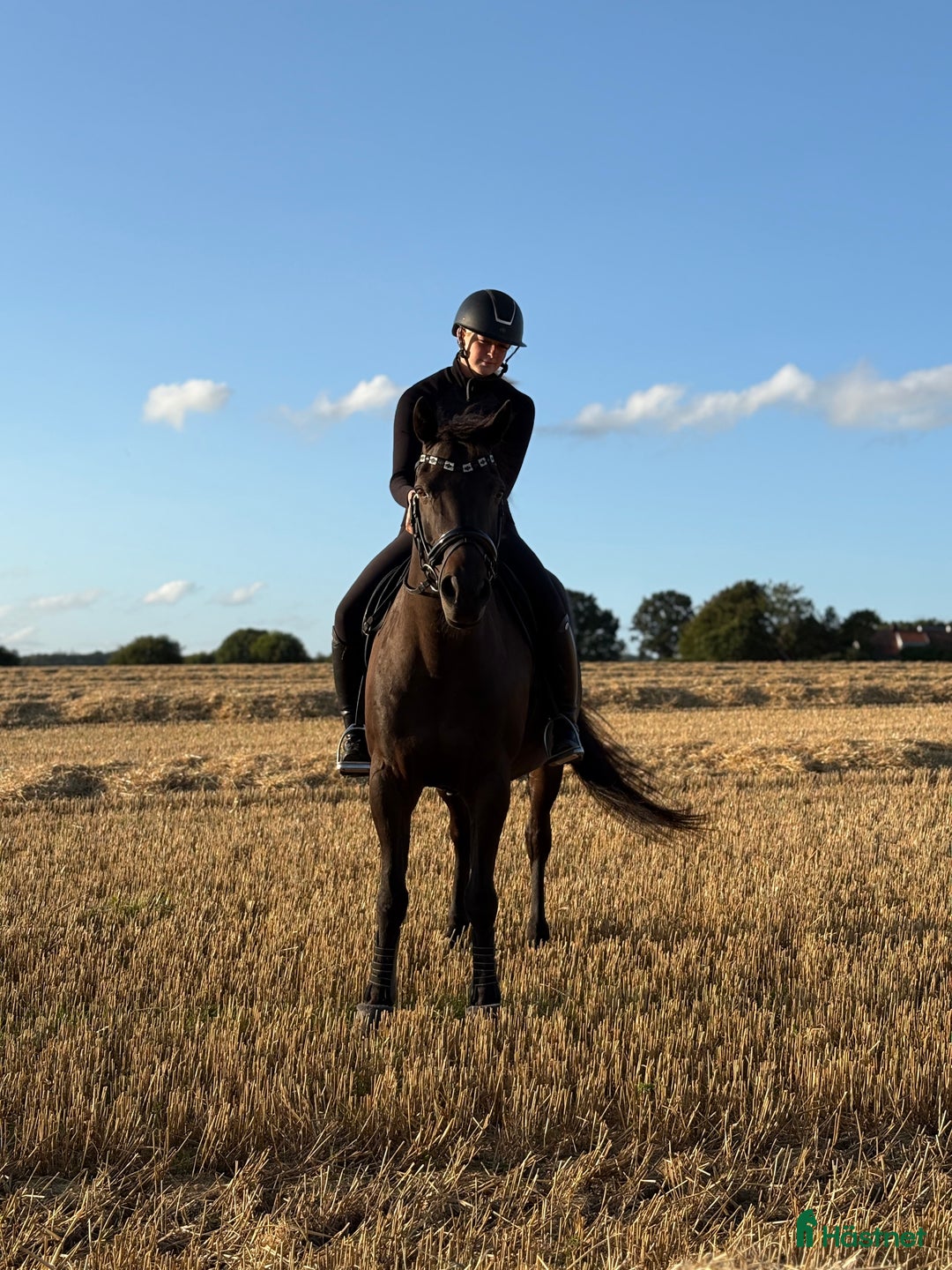 Allround hästar till salu: Hoppglad kille söker ny bästa vän! i Klippan - Annons 1