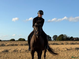 hästar Hoppglad kille söker ny bästa vän! i Klippan - Annons 3