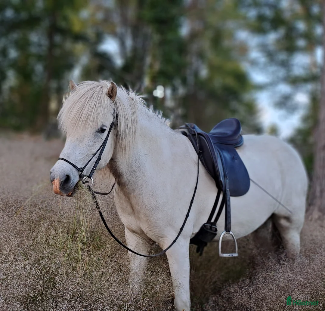 Island hästar till salu: Trygg och snäll i Kållekärr - Annons 1