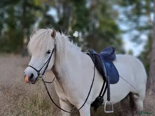 hästar Trygg och snäll i Kållekärr - Annons 4