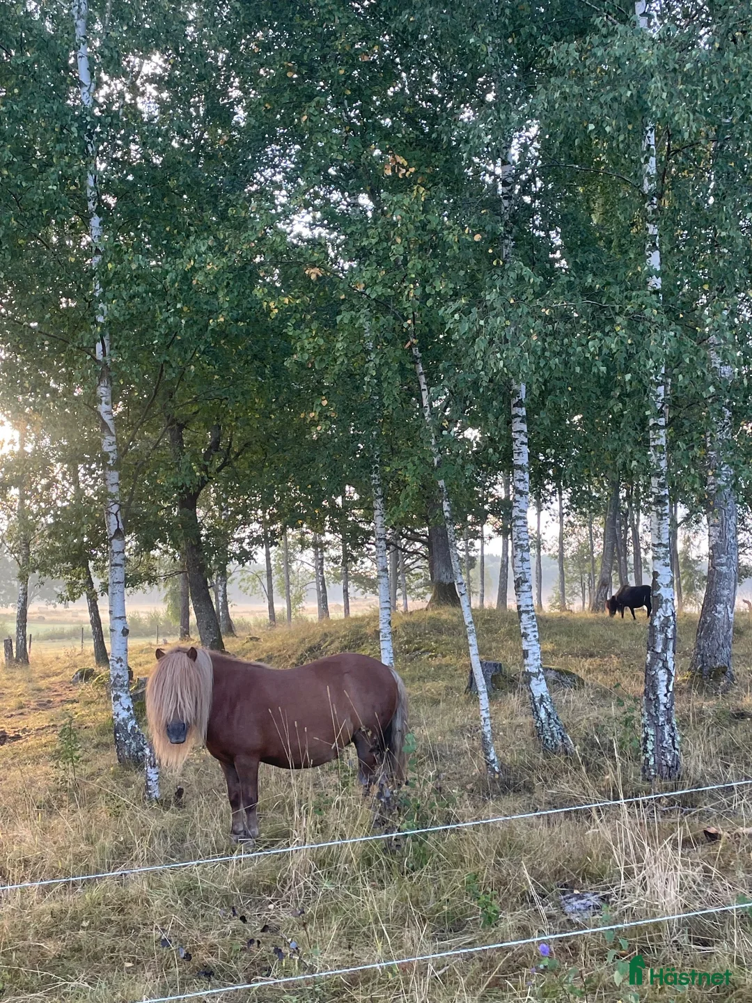  medryttarhäst finnes: Shettisar söker Medryttare/pysslare - Annons 1