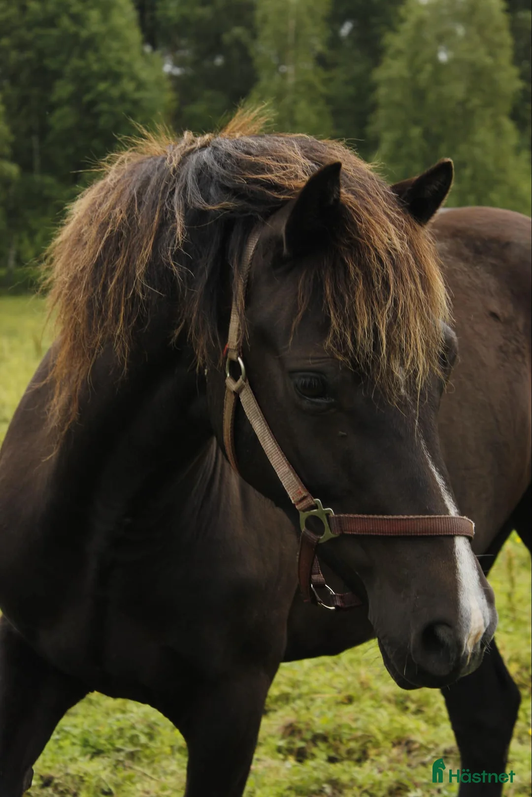 Allround hästar till salu: Fin B-ponny för rutinerad ryttare - Annons 1