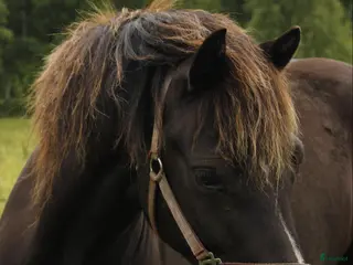hästar Fin B-ponny för rutinerad ryttare - Annons 1