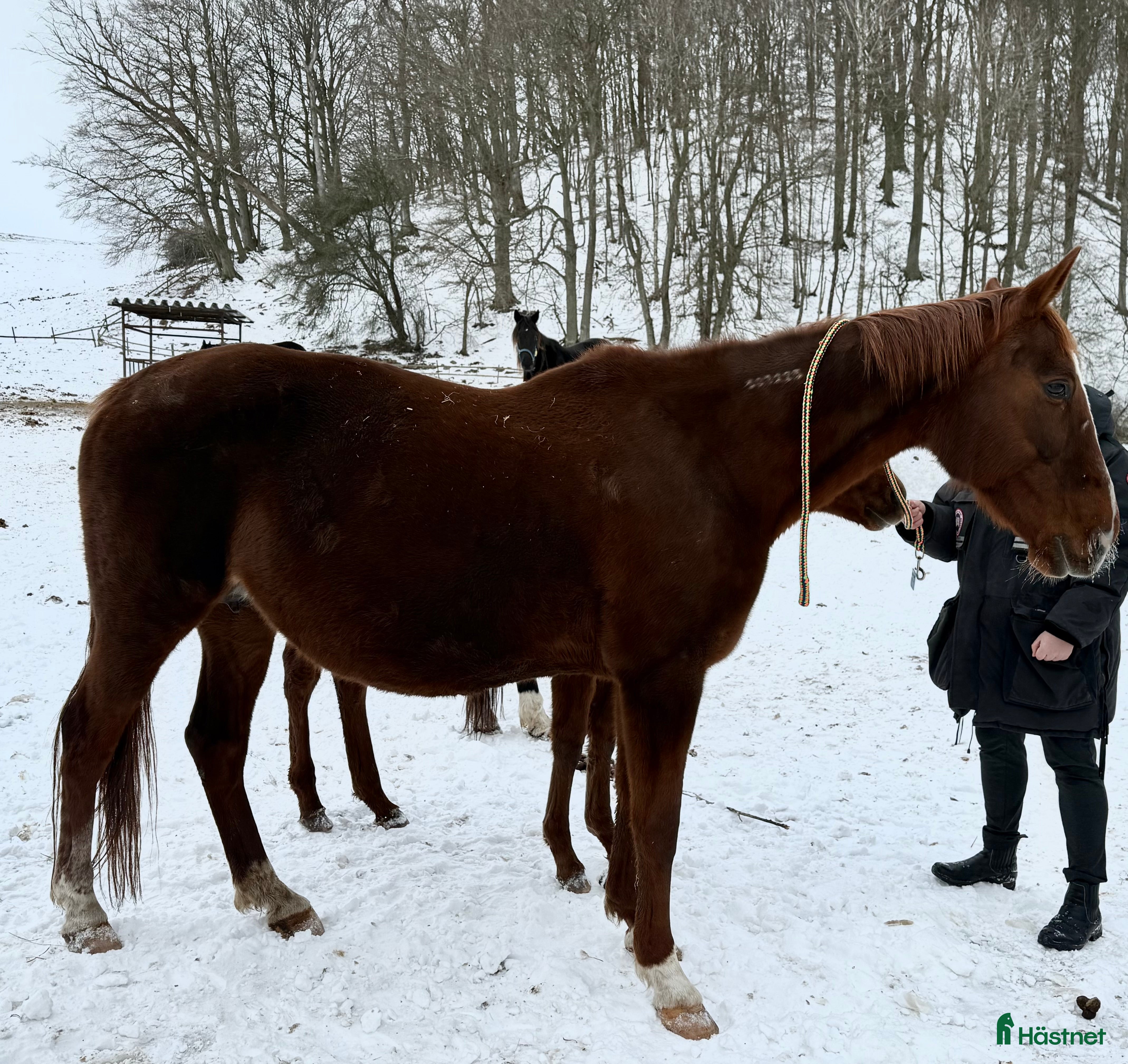  hästar Fint fölsto dräktig med Barack Face - Annons 3