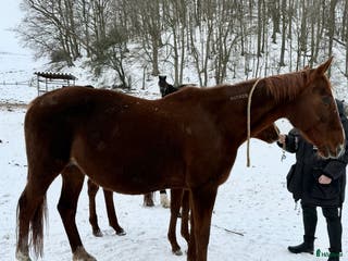 hästar Fint fölsto dräktig med Barack Face - Annons 4