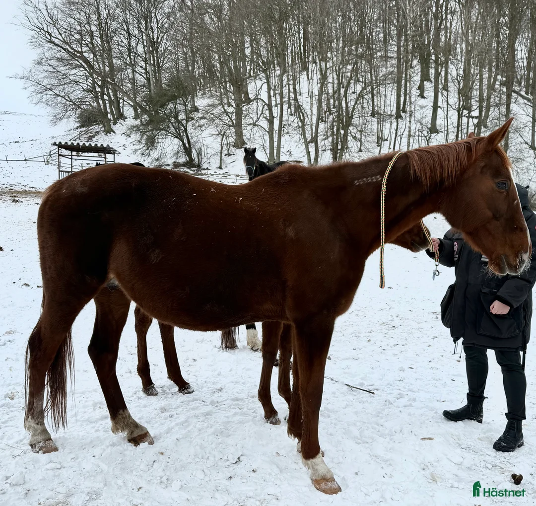 Trav hästar till salu: Fint fölsto dräktig med Barack Face - Annons 1