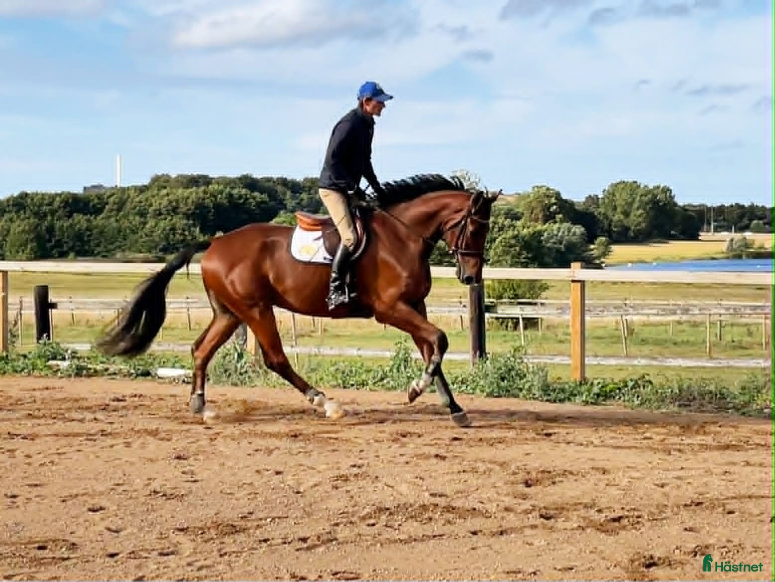  hästar Underbar, vacker kille med potential - Annons 3