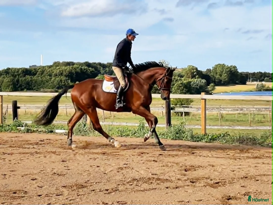 Hoppning hästar till salu: Underbar, vacker kille med potential - Annons 1