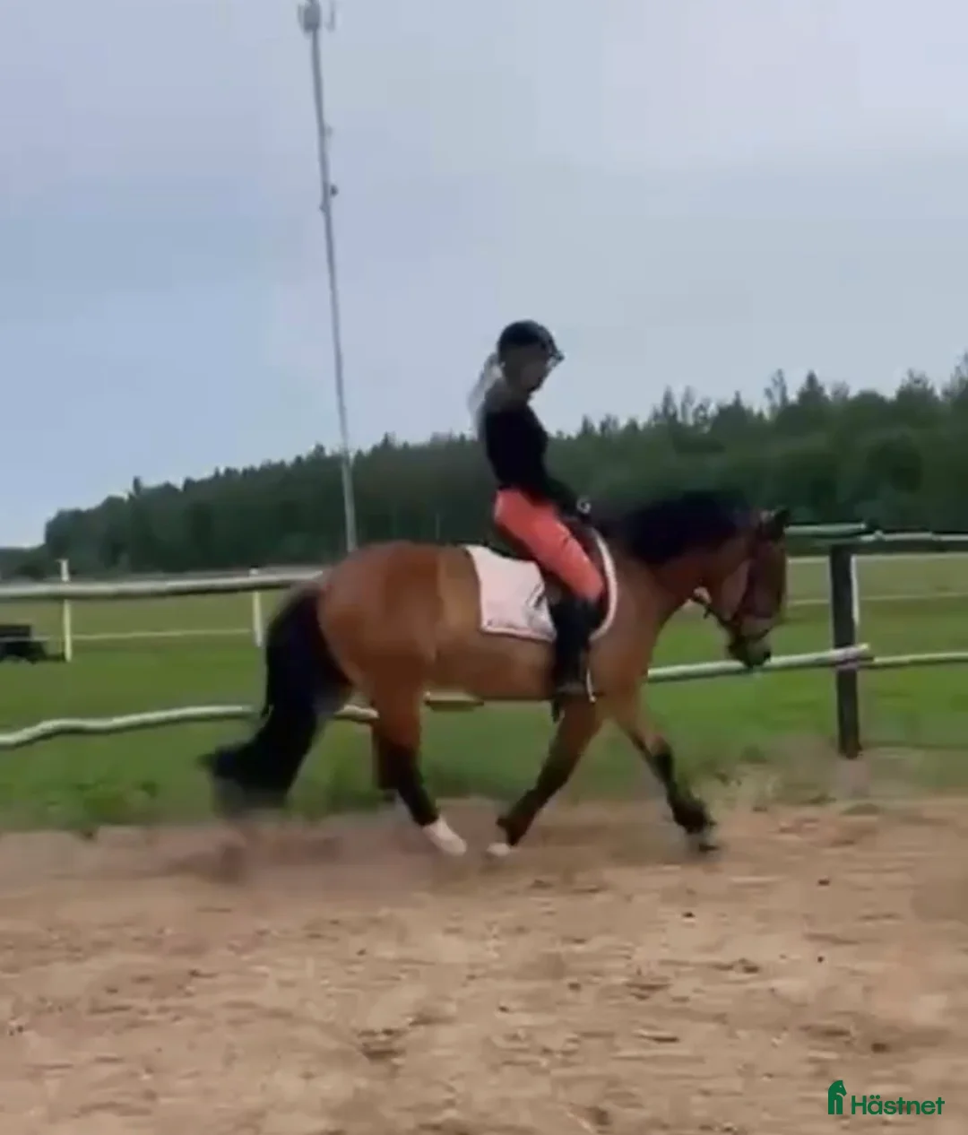 Allround hästar till salu: Snällt kallblod - Annons 4