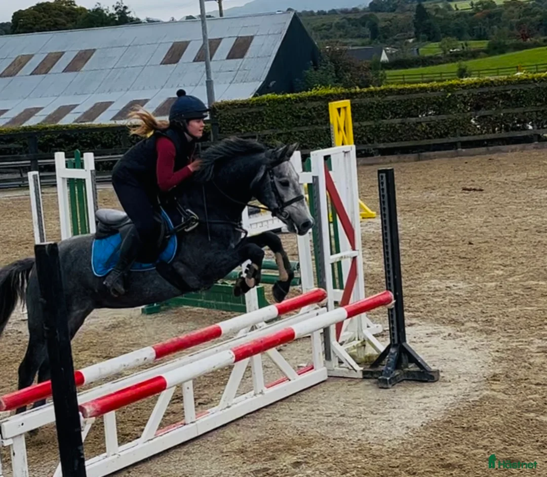 Allround hästar till salu: Selection of ponies i Ljungby - Annons 17