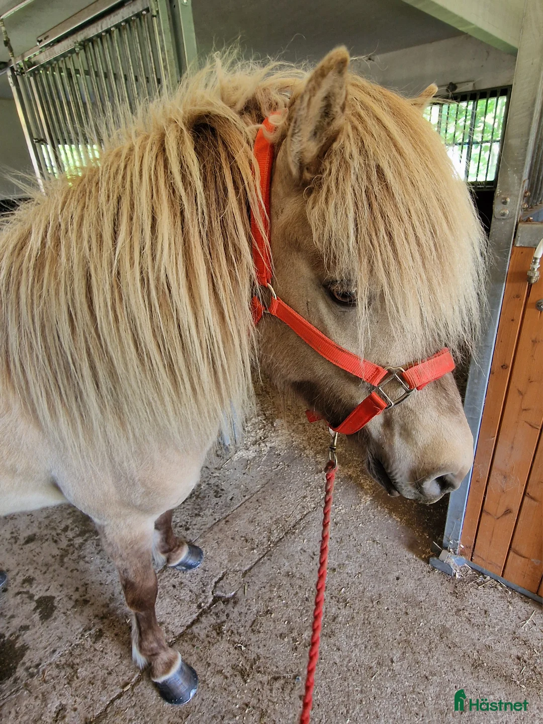 Island hästar till salu: Silvervitblackt Fyrgångssto med fint temperament  i Storvik - Annons 1