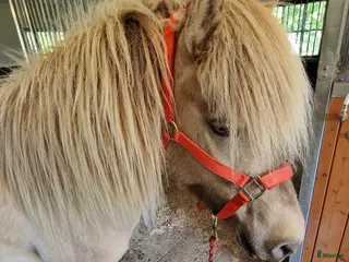 hästar Silvervitblackt Fyrgångssto med fint temperament i Storvik - Annons 10