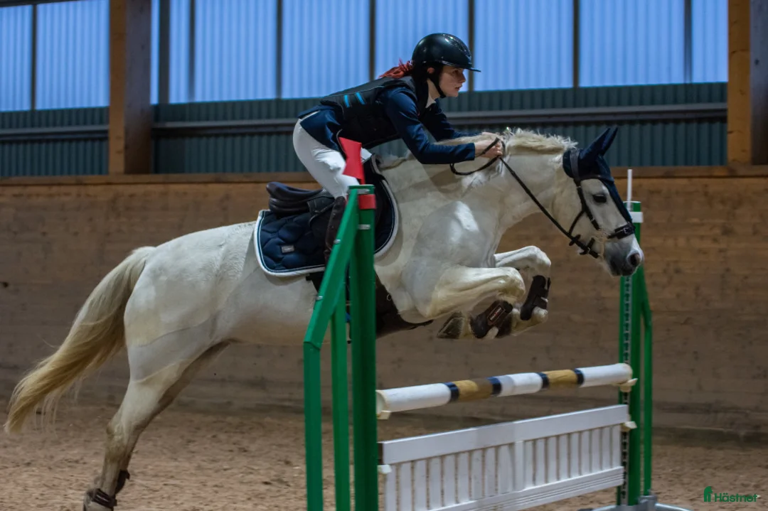 Hoppning hästar till salu: Sockersöt hopponny i Degerhamn - Annons 1