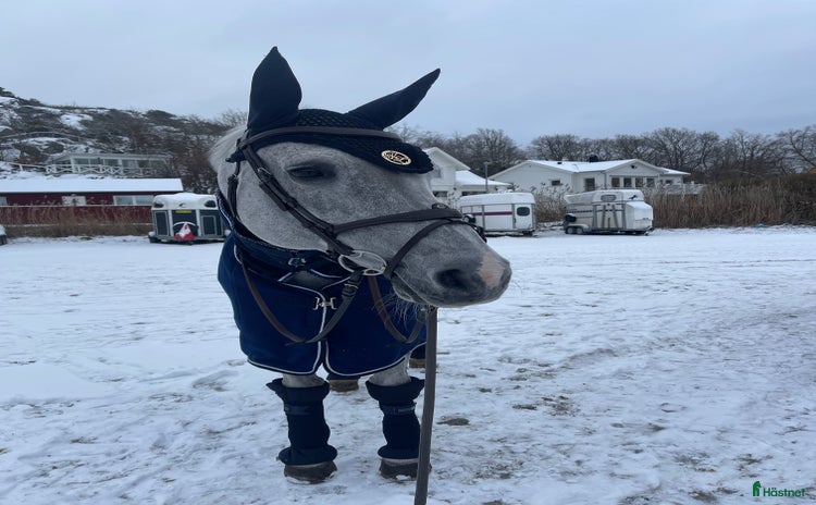  hästar Underbart sto utöver det vanliga! i Säve - Annons 5