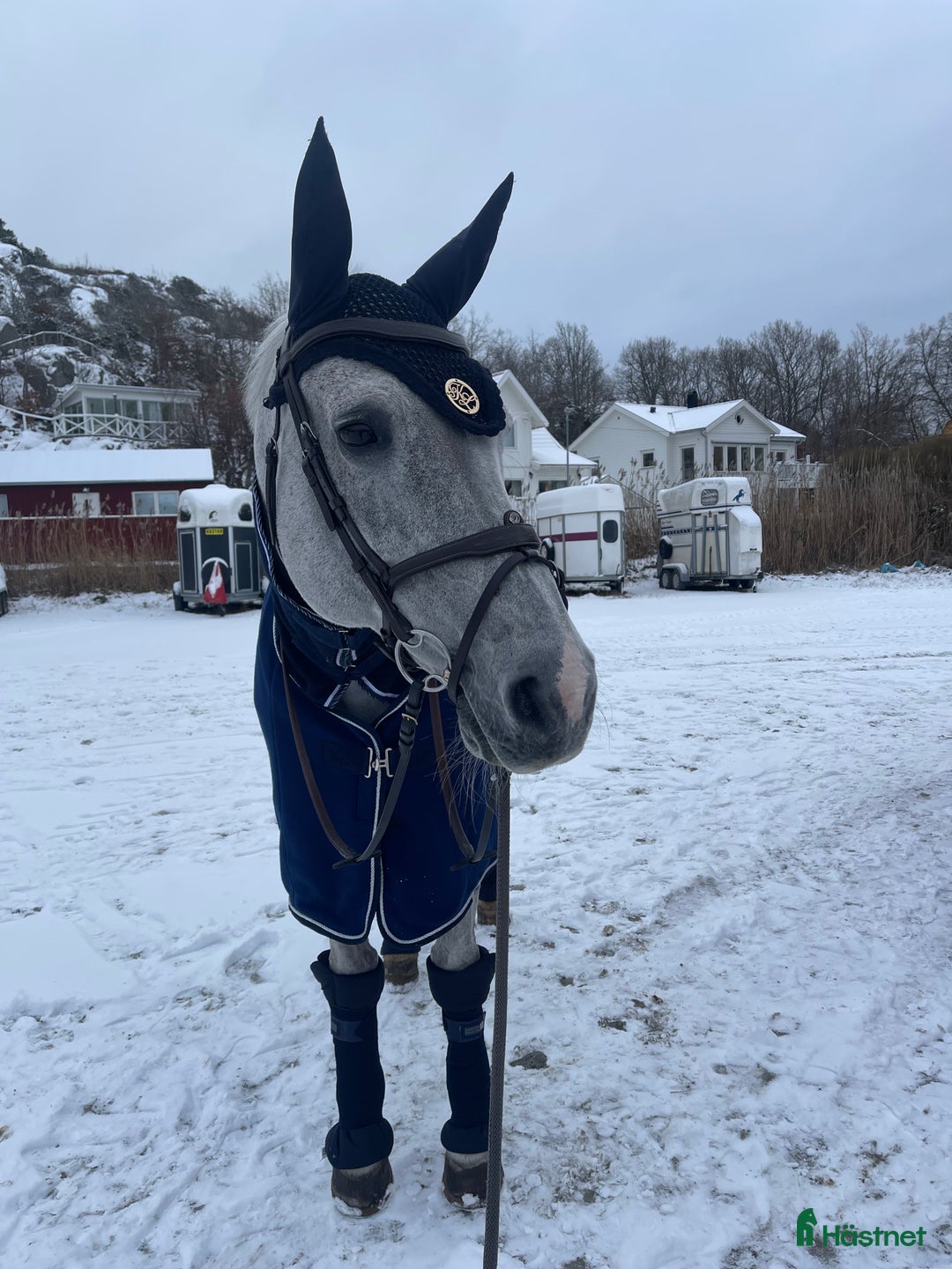 Allround hästar till salu: Underbart sto utöver det vanliga! i Säve - Annons 1