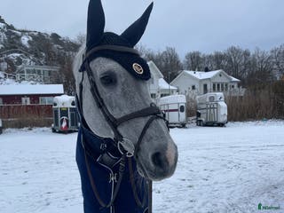 hästar Underbart sto utöver det vanliga! - Annons 4