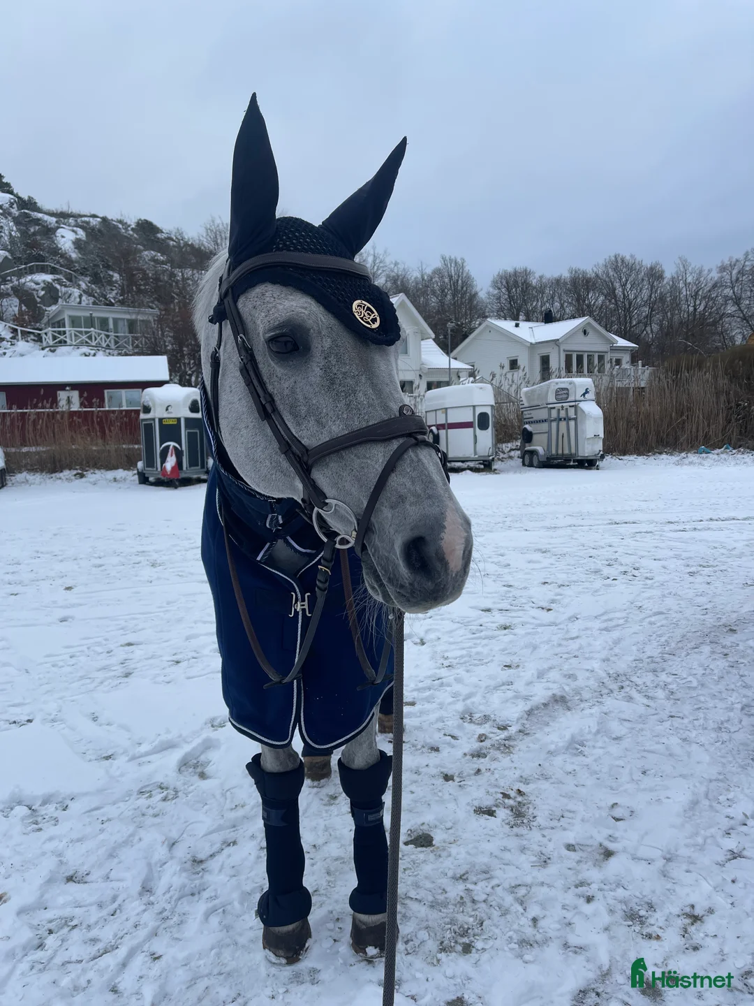 Allround hästar till salu: Underbart sto utöver det vanliga! - Annons 1