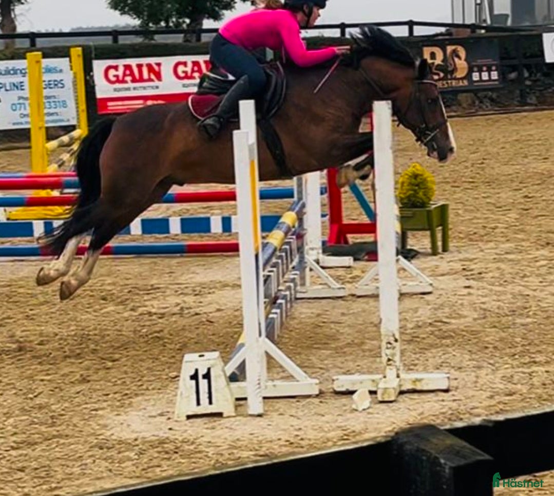  hästar Tävlingsponny 140 cm / Welsh Full Stam - Annons 15