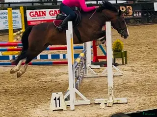 hästar Tävlingsponny 140 cm / Welsh Full Stam - Annons 15