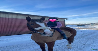  hästar Ponny med hopp-potential 🩷 i Skövde - Annons 8