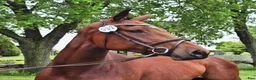 Hoppning hästar till salu: Mycket lovande 4-åring e Emerald  - Annons 1