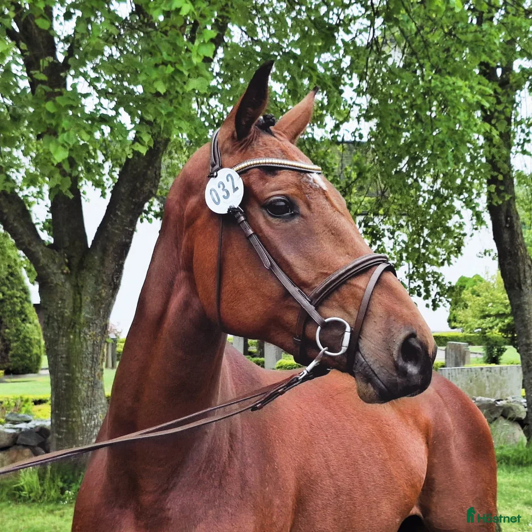 Hoppning hästar till salu: Mycket lovande 4-åring e Emerald  - Annons 1