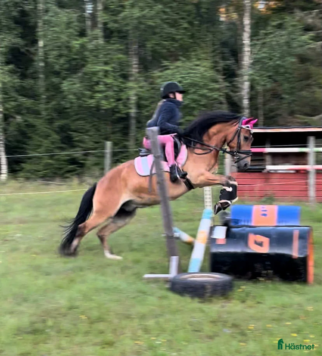 Allround hästar till salu: För den lilla tuffare ryttaren - Annons 2