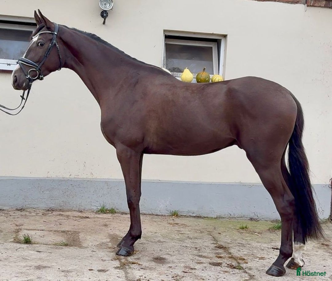 Allround hästar till salu: Top prospect you are looking for-dressage/jumping i Örsundsbro - Annons 4