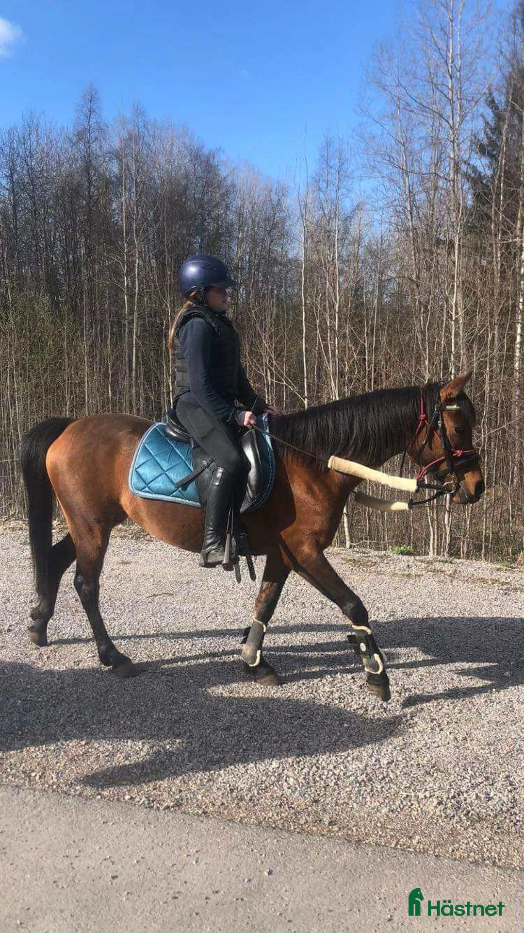 Allround hästar till salu: Personlig ponny med stor potential i Sågmyra - Annons 4