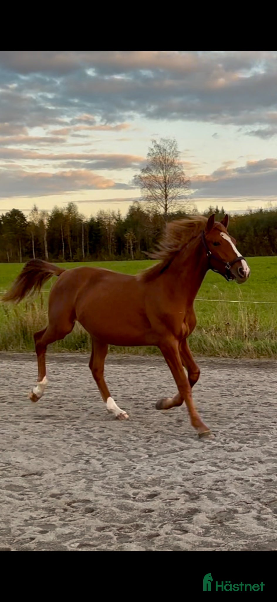  hästar Stilig valack e.Zafferano - Annons 2