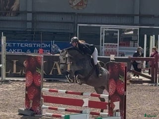 Allround hästar till salu: Hoppstammat sto med bra gångarter! - Annons 1