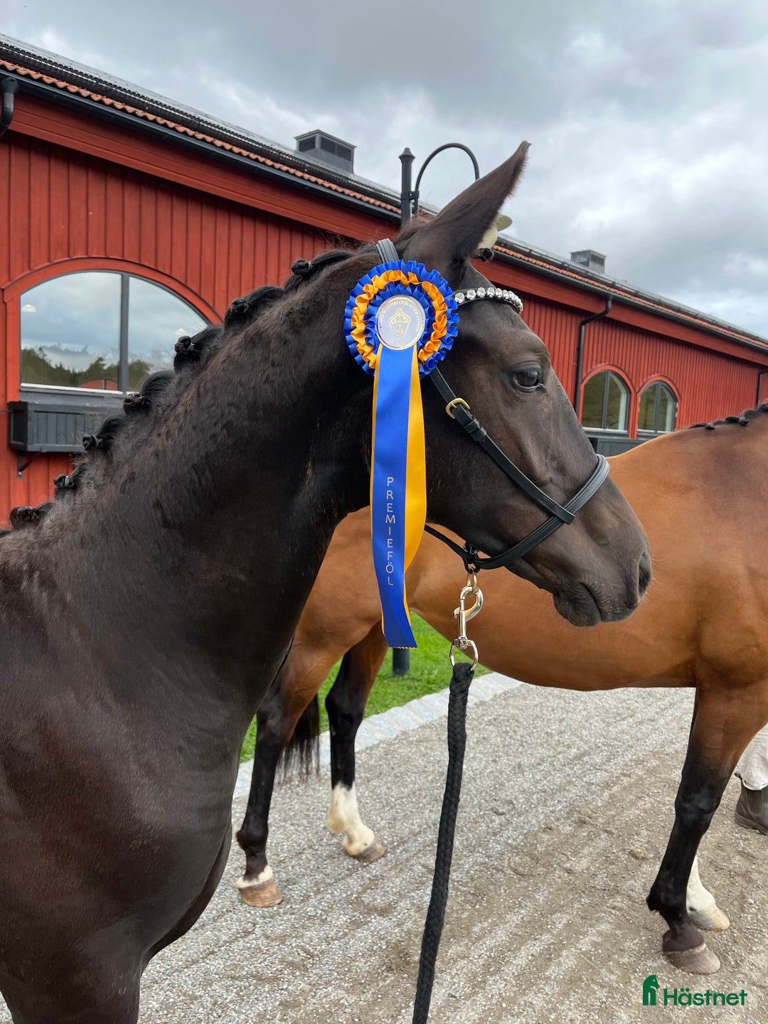 Avelshästar hästar till salu: Avelssto med avkomma i Falsterbofinal i Valbo - Annons 3