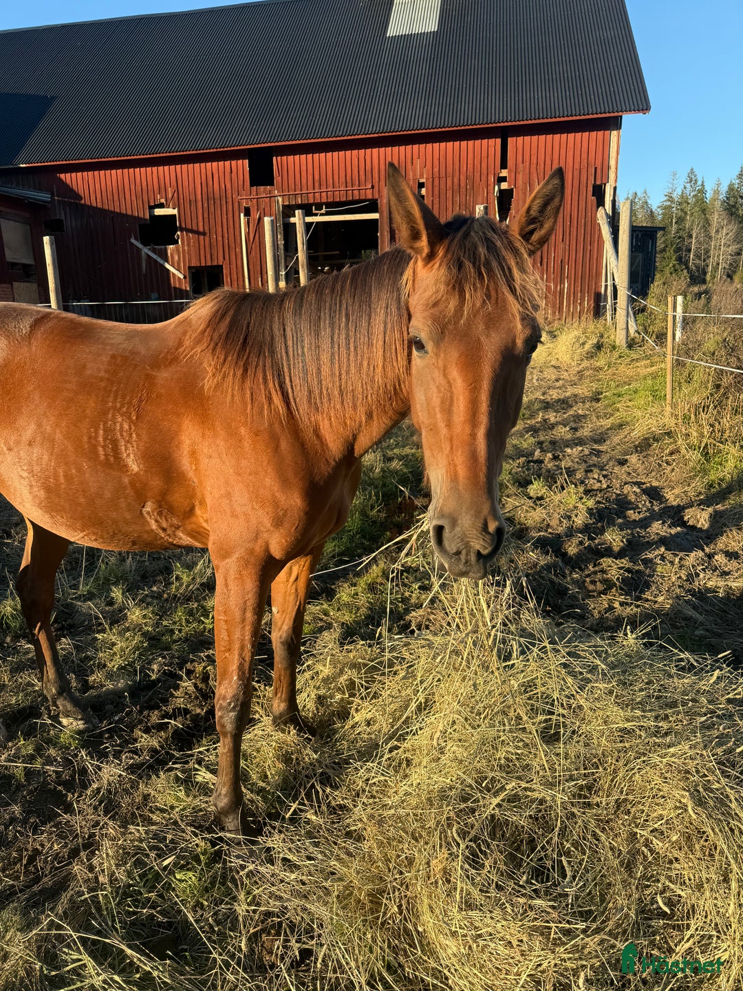 Allround hästar till salu: Varmblod till ridning - O.F Holy Night i Långshyttan - Annons 4