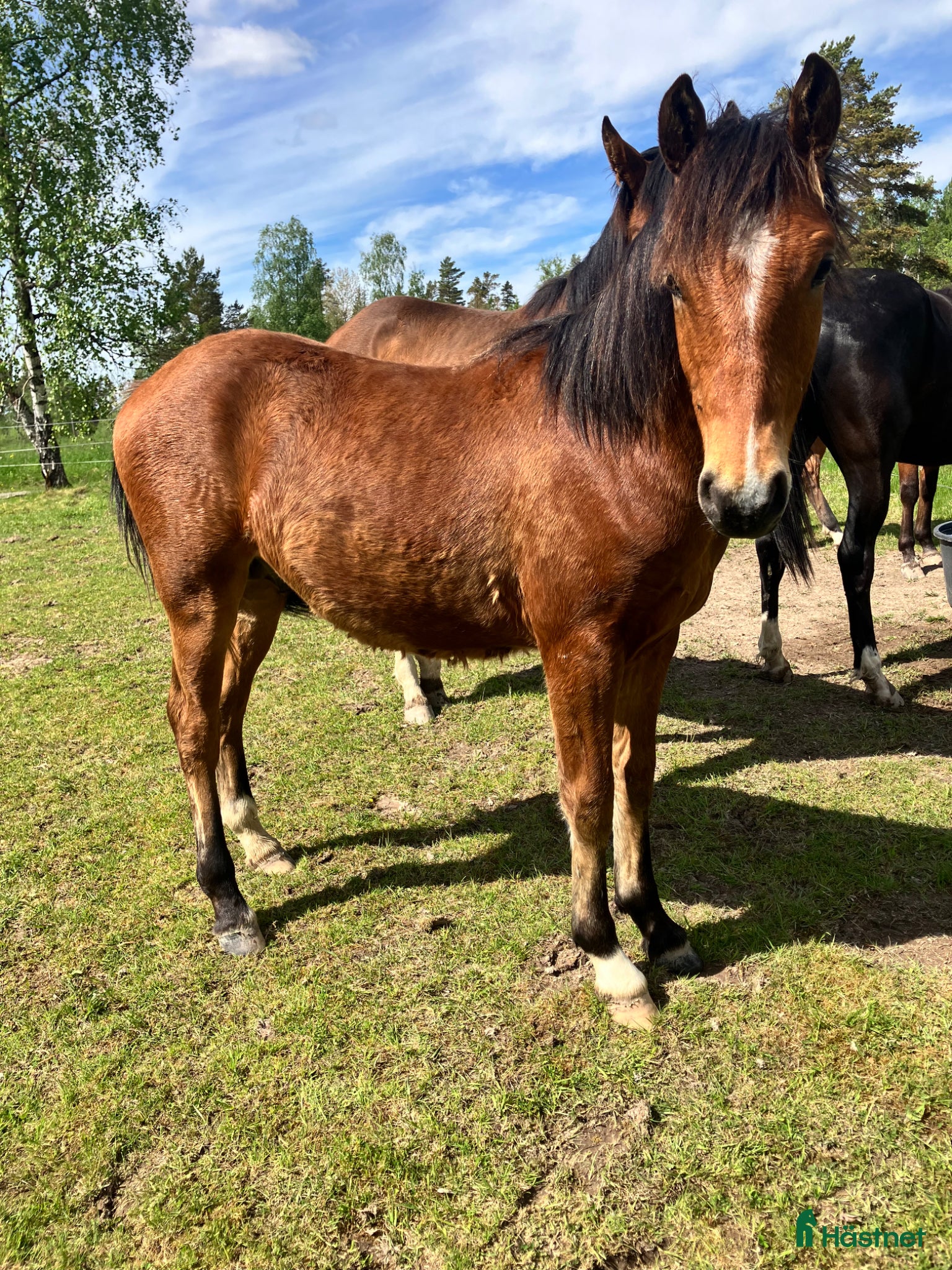 Allround hästar till salu: Charmig blivande D-ponny - Annons 2