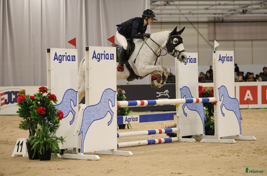 Hoppning hästar till salu: Maxat d-ponny sto med kapacitet - Annons 1