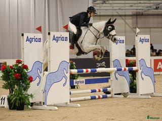 hästar Maxat d-ponny sto med kapacitet - Annons 11