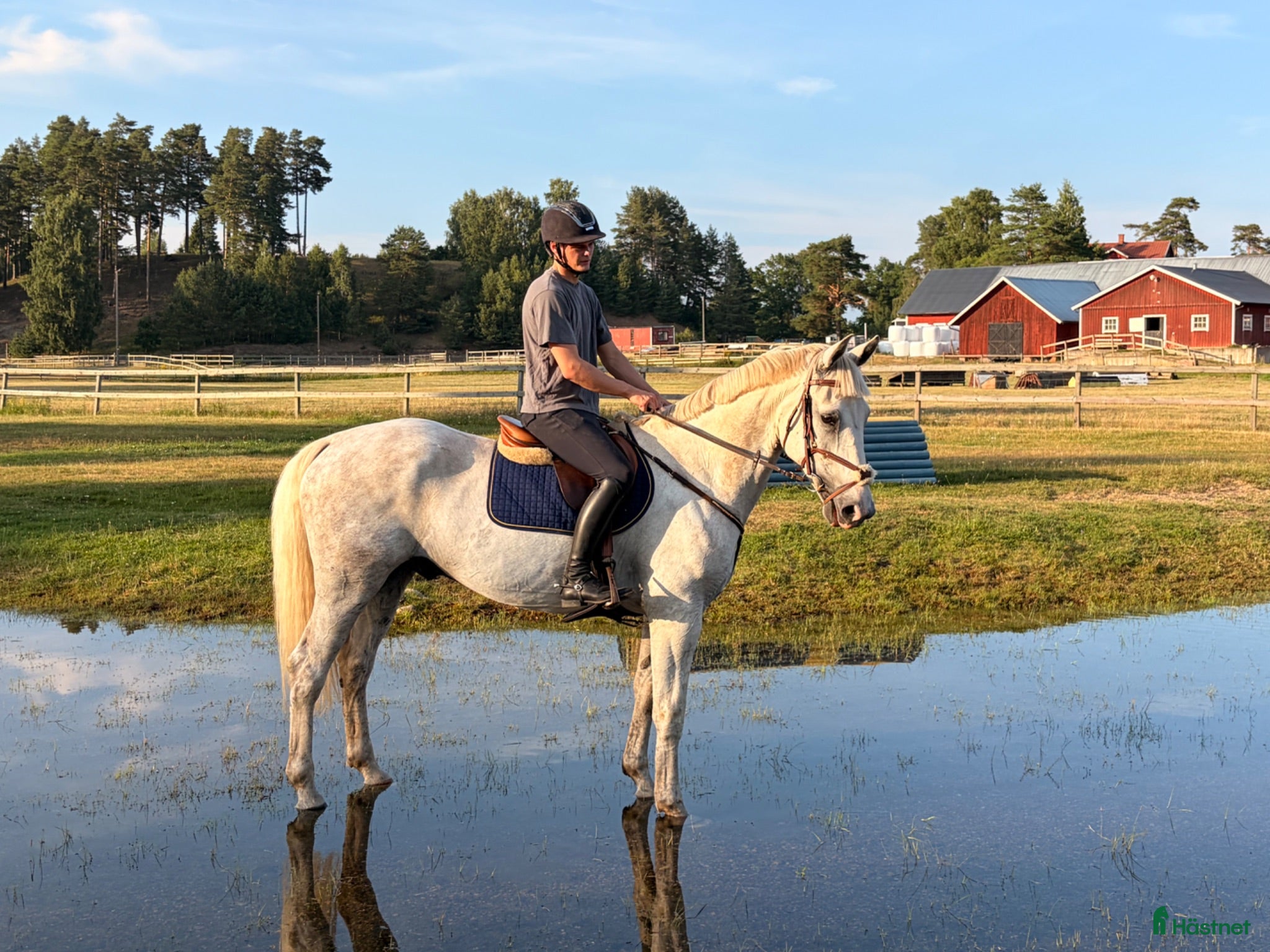  hästar Okomplicerade allround häst 🐴 - Annons 2
