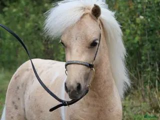 hästar Mycket lovande AMHA unghingst i Knivsta - Annons 16