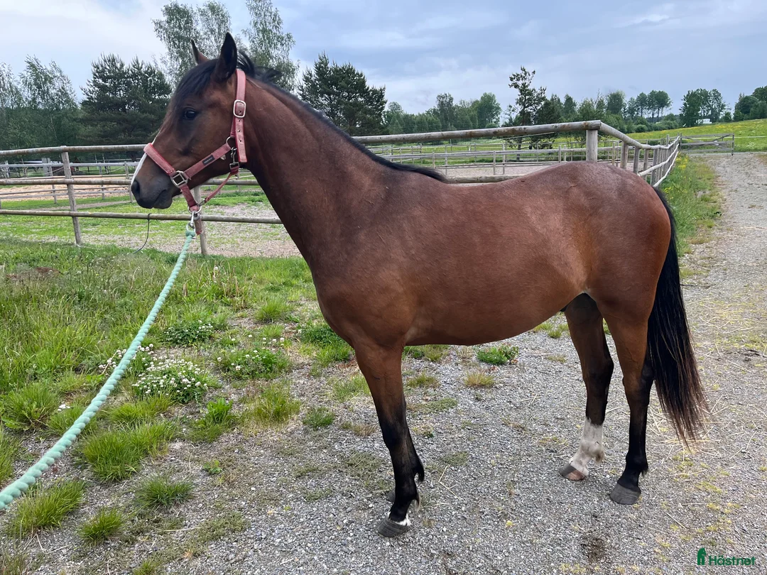 Allround hästar till salu: Fin svensk Ridponny i Sorunda - Annons 5