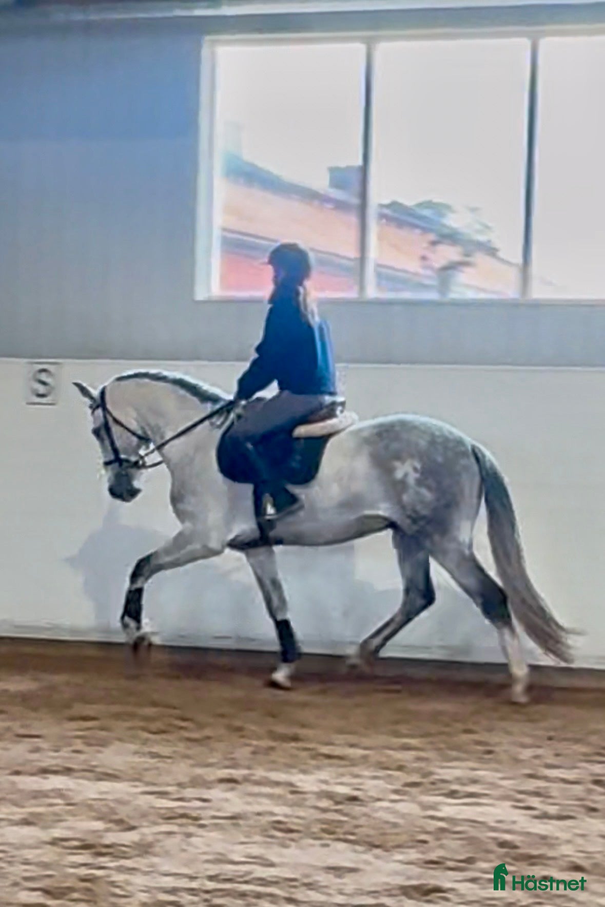  hästar Sagohäst med ett hjärta av guld - Annons 5