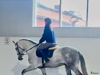 hästar Sagohäst med ett hjärta av guld - Annons 5