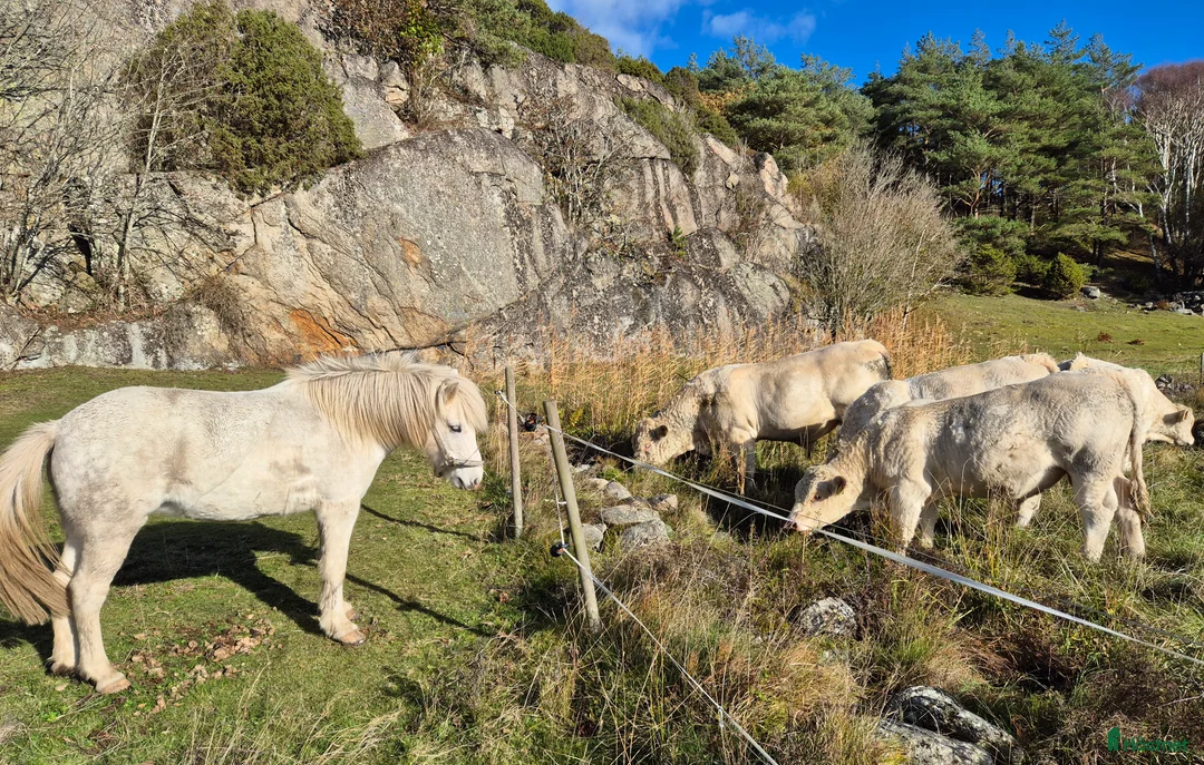 Island hästar till salu: Trygg och snäll i Kållekärr - Annons 4
