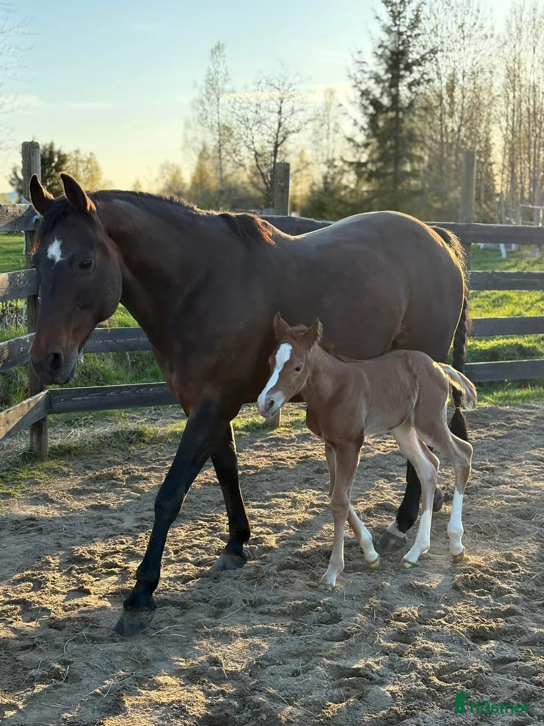 Western hästar till salu: Lovande quartersto, född 2025 i Sunne - Annons 2