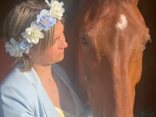 foderhäst FODERHÄST SÖKES- långsiktigt hem&mycket kärlek🐴 - Annons 2