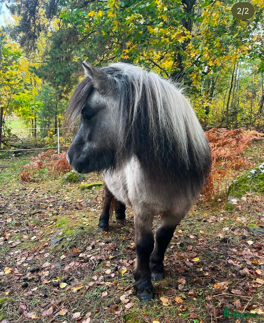 Allround hästar till salu: Shettispar säljes ihop för priset av en!  - Annons 2