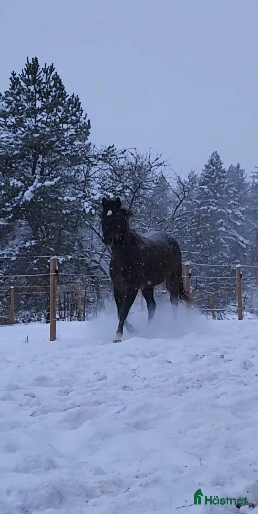 Allround hästar till salu: Max söker ett nytt hem - Annons 16