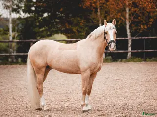 hästar Hesselteichs A Candy Man - Annons 18