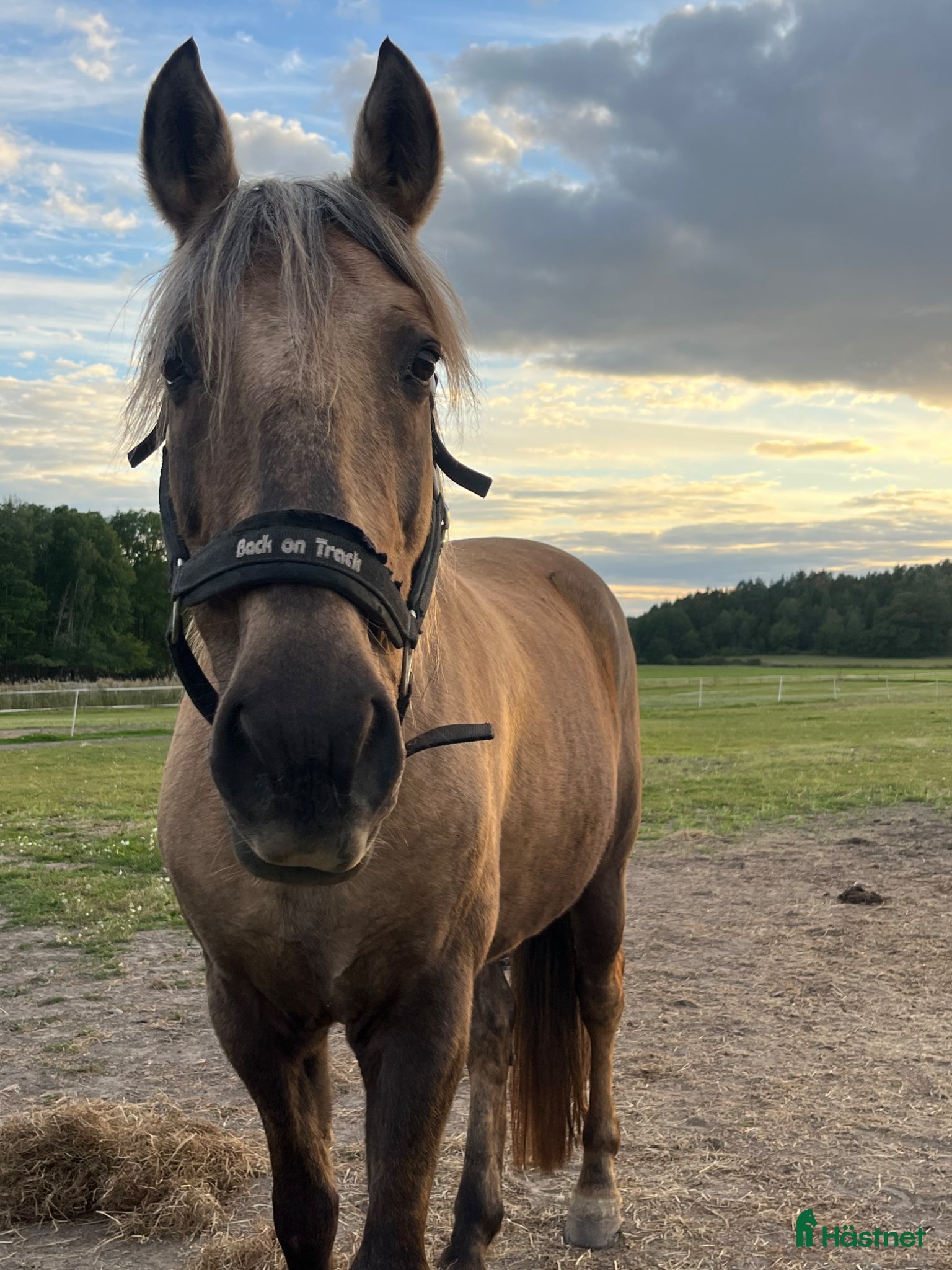  hästar Häst med hjärta, humor och driv - Annons 14