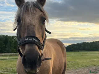 hästar Häst med hjärta, humor och driv - Annons 14